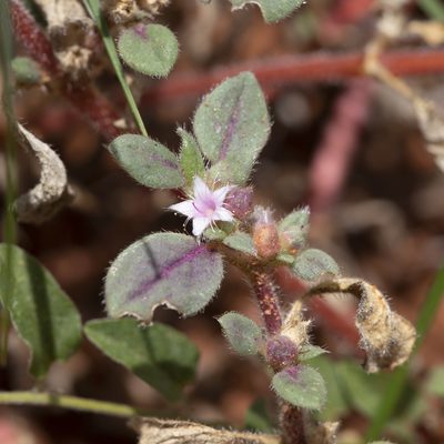 Trianthema pilosum, photographed by Kym Nicolson