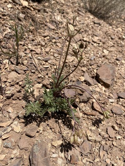Lomatium hendersonii, photographed by Matt Berger