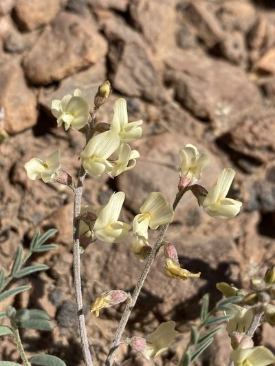 Astragalus misellus, photographed by Matt Berger