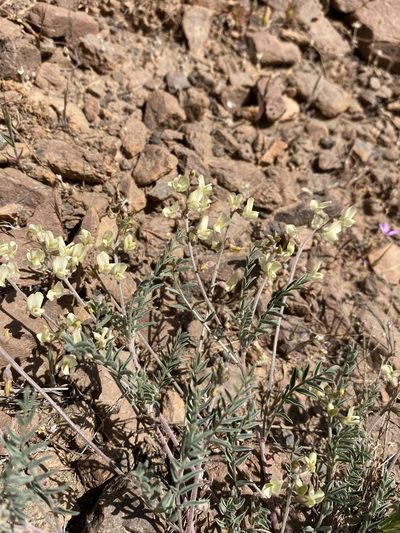 Astragalus misellus, photographed by Matt Berger