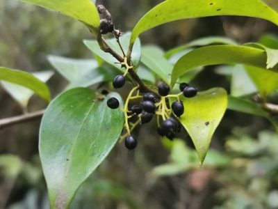 Griselinia ruscifolia, photographed by Inao Vasquez