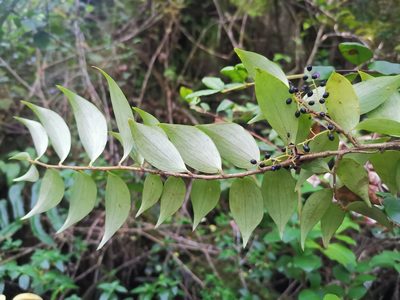 Griselinia ruscifolia, photographed by Inao Vasquez