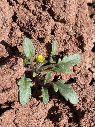 Phacelia lutea, photographed by Matt Berger