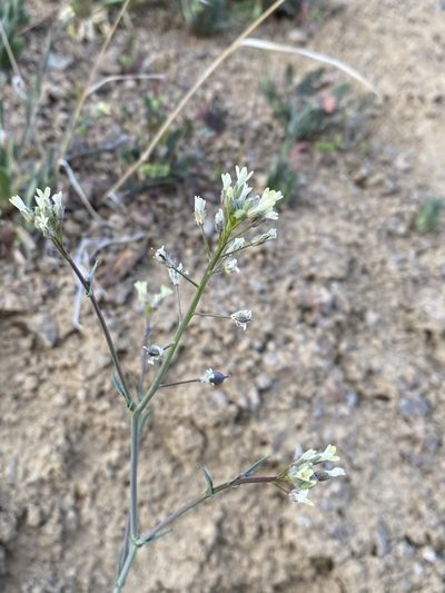 Camelina rumelica, photographed by Matt Berger