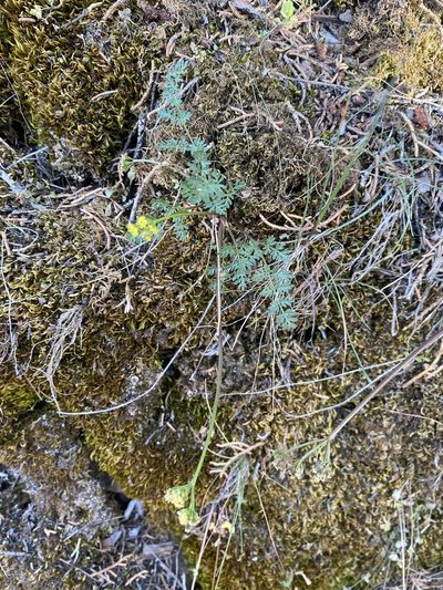 Lomatium hendersonii, photographed by Matt Berger