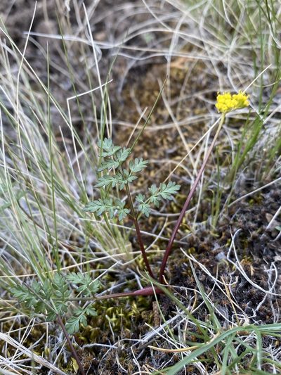 Lomatium hendersonii, photographed by Matt Berger