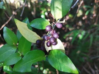 Griselinia racemosa, photographed by Inao Vasquez