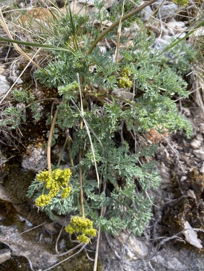 Lomatium donnellii, photographed by Matt Berger