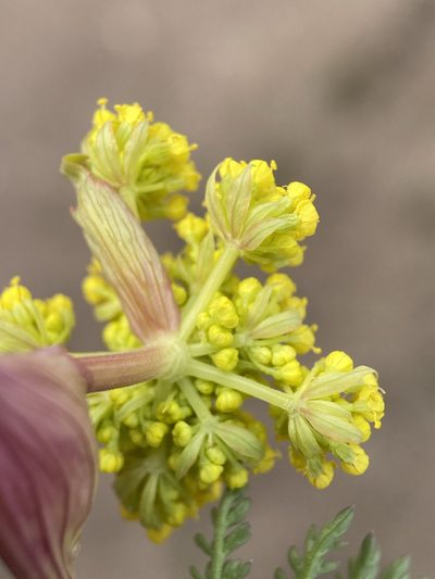 Lomatium vaginatum, photographed by Matt Berger