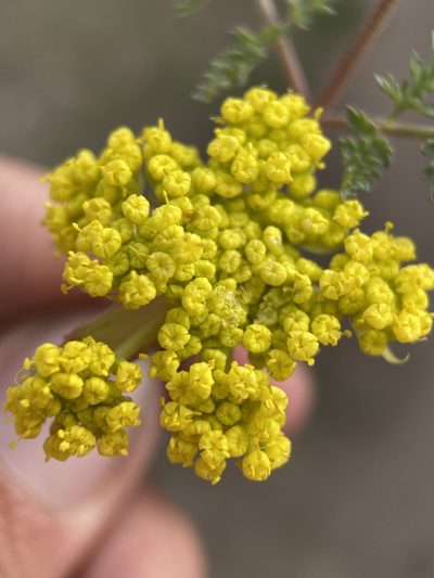 Lomatium vaginatum, photographed by Matt Berger