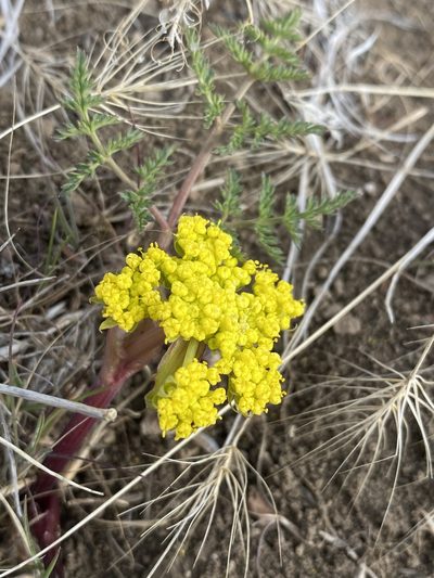 Lomatium vaginatum, photographed by Matt Berger