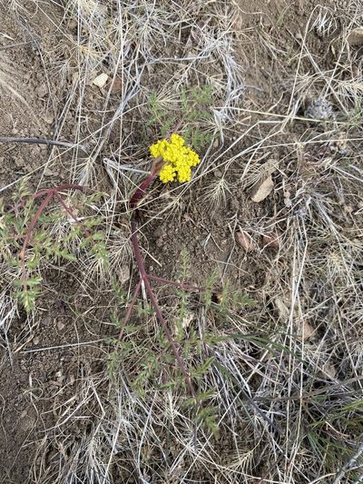 Lomatium vaginatum, photographed by Matt Berger