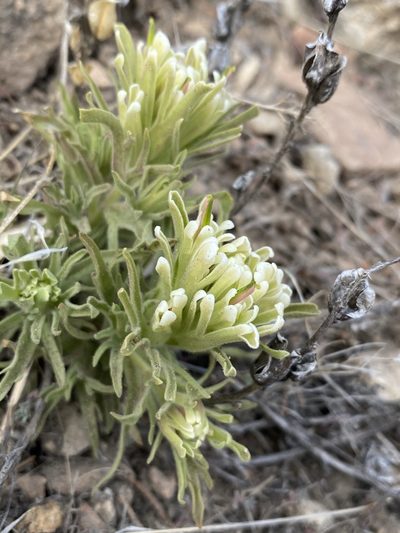 Castilleja xanthotricha, photographed by Matt Berger