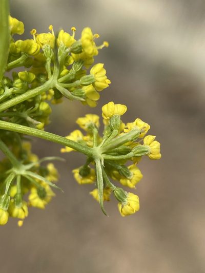 Lomatium donnellii, photographed by Matt Berger