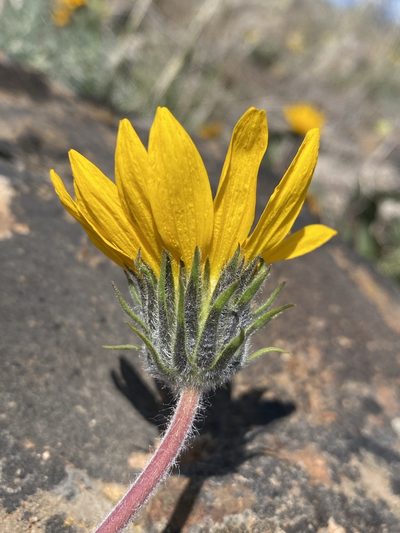 Balsamorhiza serrata, photographed by Matt Berger