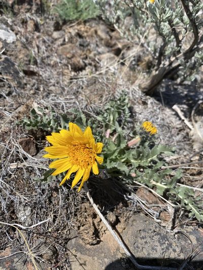 Balsamorhiza serrata, photographed by Matt Berger