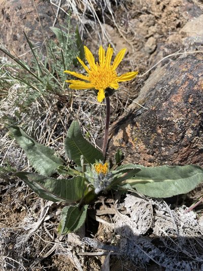 Balsamorhiza serrata, photographed by Matt Berger