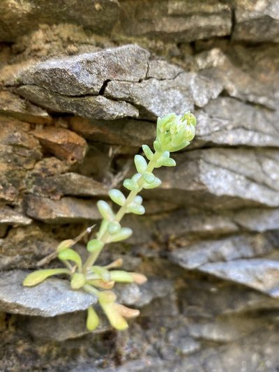 Sedum leibergii, photographed by Matt Berger