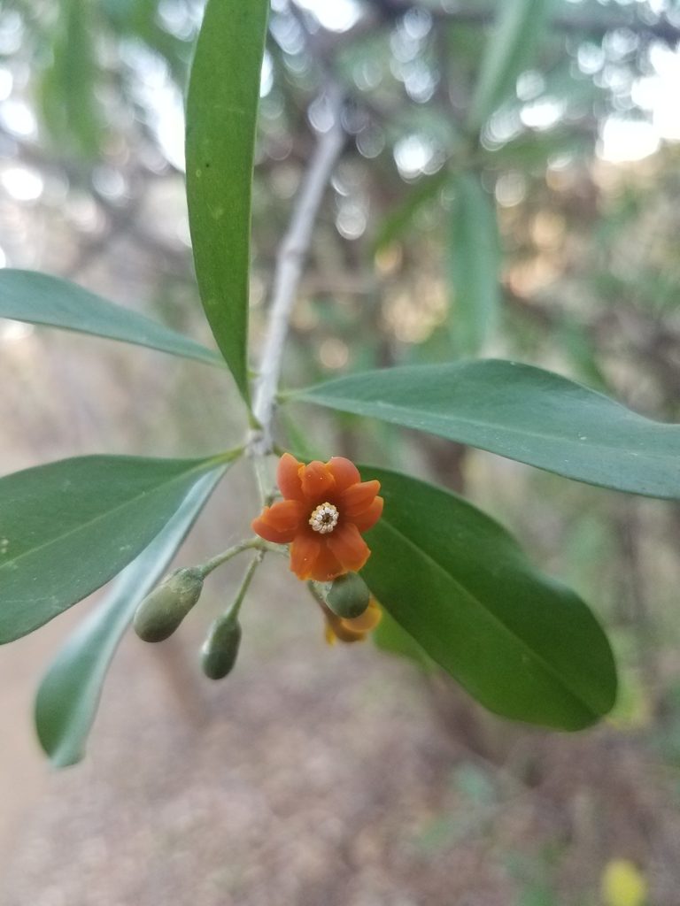Bonellia nervosa, photographed by geralg