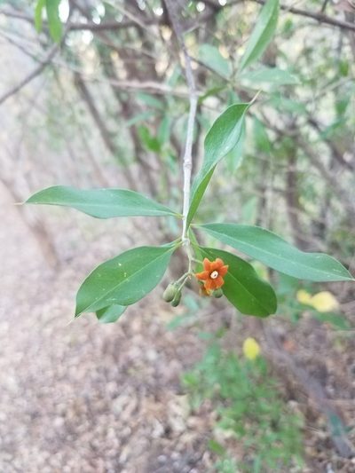 Bonellia nervosa, photographed by geralg