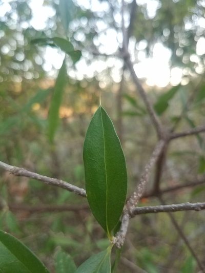 Bonellia nervosa, photographed by geralg