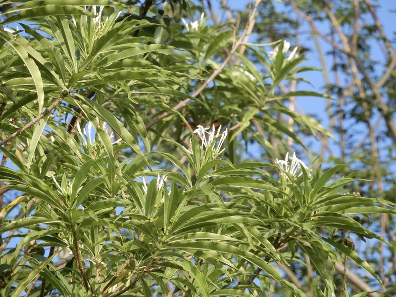 Alstonia venenata, photographed by Seema Merchant
