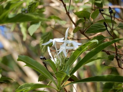 Alstonia venenata, photographed by Seema Merchant