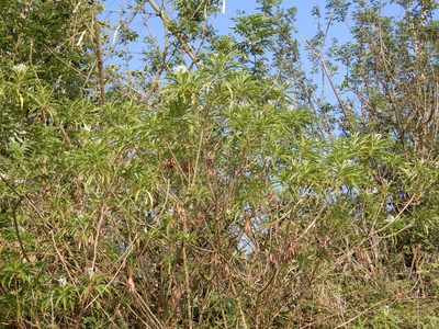 Alstonia venenata, photographed by Seema Merchant
