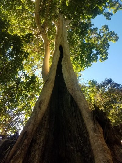Terminalia oblonga, photographed by geralg