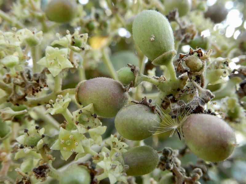 Buchanania cochinchinensis, photographed by Seema Merchant