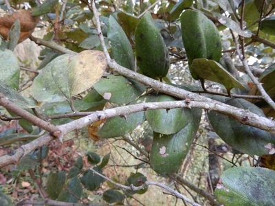 Buchanania cochinchinensis, photographed by Seema Merchant