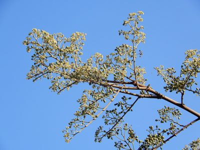 Buchanania cochinchinensis, photographed by Seema Merchant