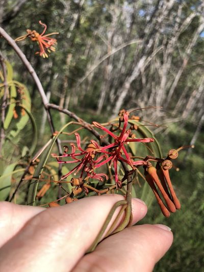 Amyema bifurcata, photographed by Tim Shields
