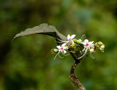 Clerodendrum infortunatum, photographed by Rejoice Gassah