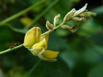 Paracalyx scariosus, photographed by Dinesh Valke