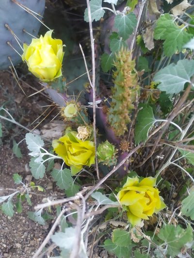 Opuntia gosseliniana, photographed by Tereka Lasso