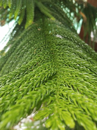 Araucaria heterophylla, photographed by Greg III Espera