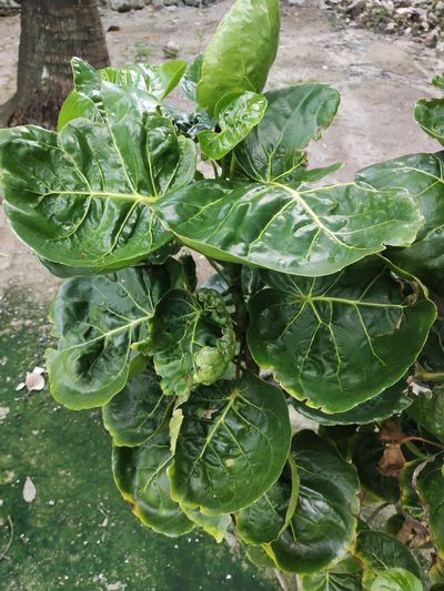 Polyscias scutellaria, photographed by Greg III Espera