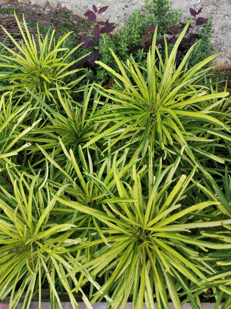 Osmoxylon lineare, photographed by Greg III Espera