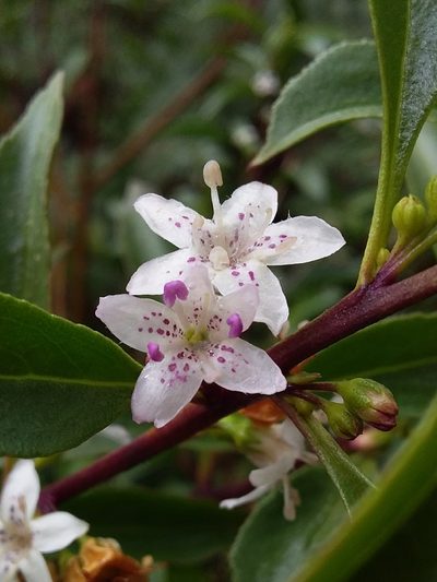 Myoporum petiolatum, photographed by insiderelic