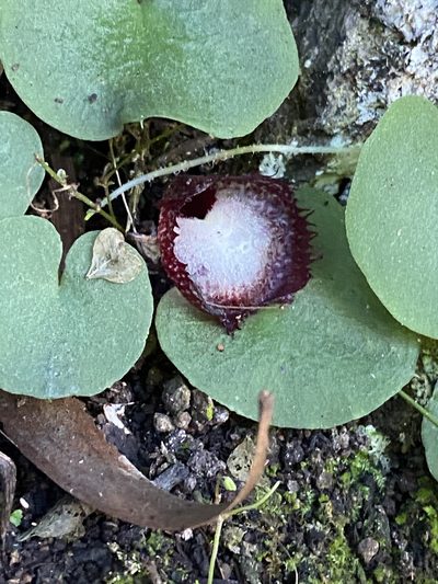 Corybas hispidus, photographed by Greg Tasney