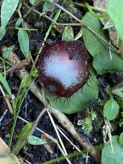 Corybas hispidus, photographed by Greg Tasney