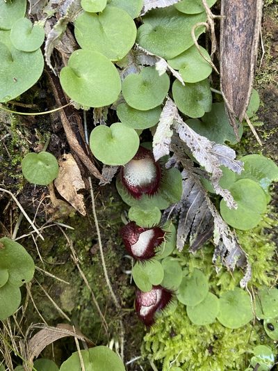 Corybas hispidus, photographed by Greg Tasney