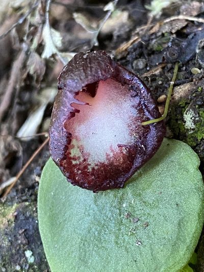 Corybas hispidus, photographed by Greg Tasney
