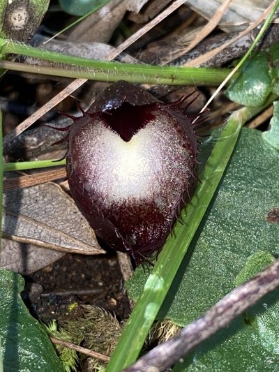 Corybas hispidus, photographed by Greg Tasney