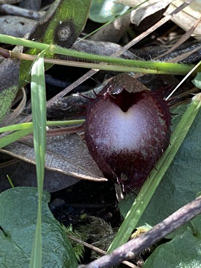 Corybas hispidus, photographed by Greg Tasney