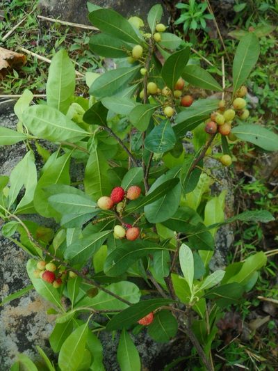Myrica esculenta, photographed by Eugene Popov