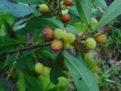 Myrica esculenta, photographed by Eugene Popov