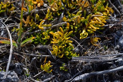 Stackhousia minima, photographed by Christopher Stephens