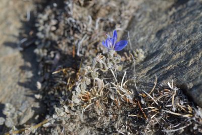 Veronica lilliputiana, photographed by Christopher Stephens